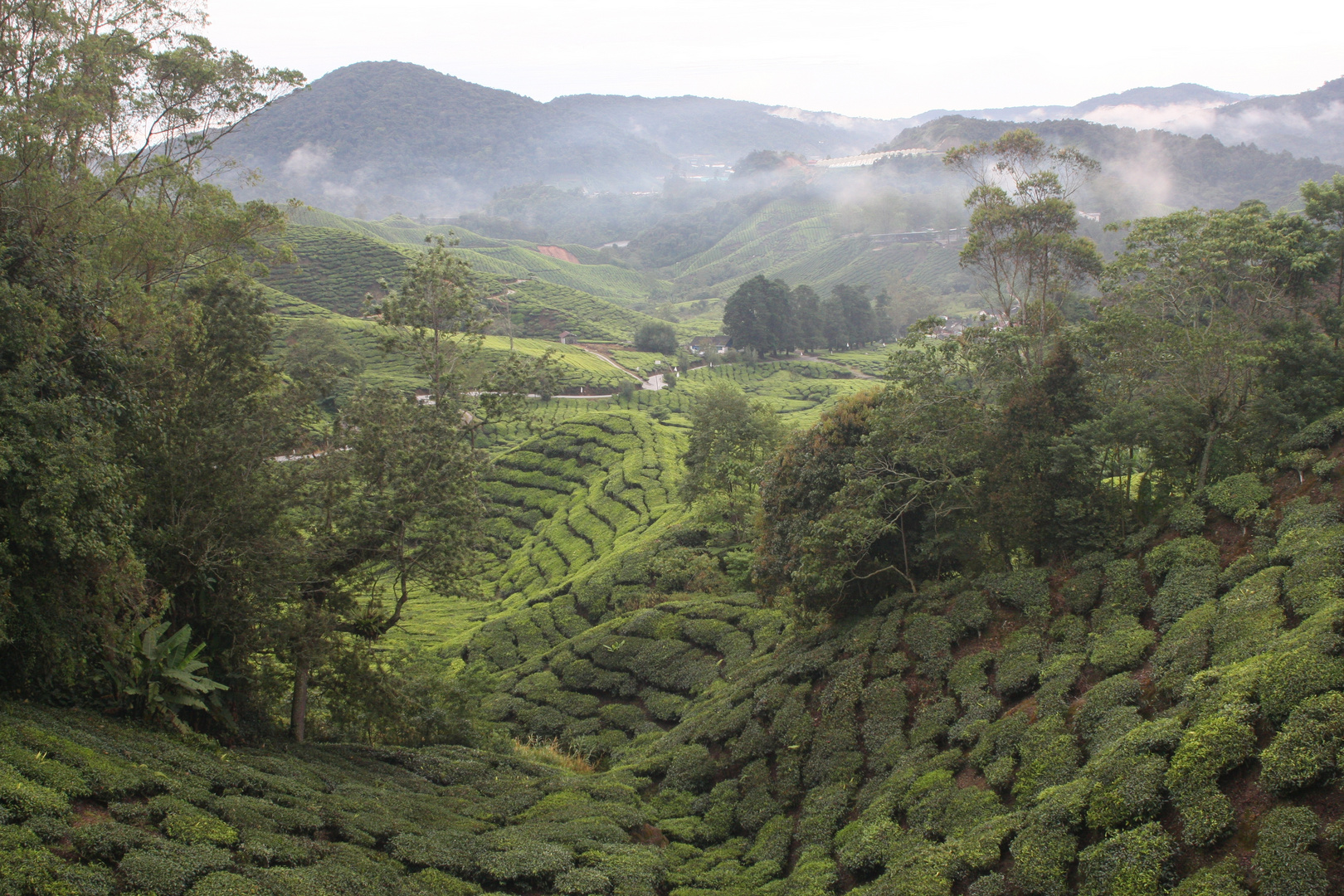 Cameron Highlands