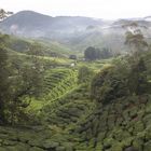 Cameron Highlands