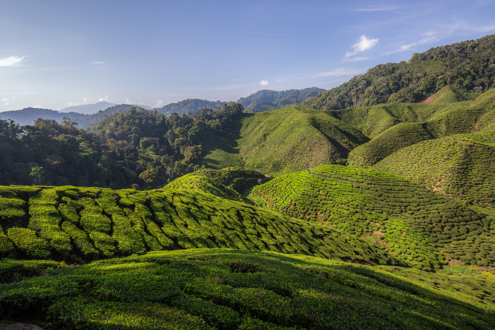 Cameron Highlands 2