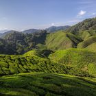 Cameron Highlands 2