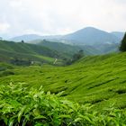 Cameron Highlands