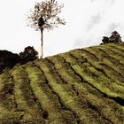 Cameron Highlands