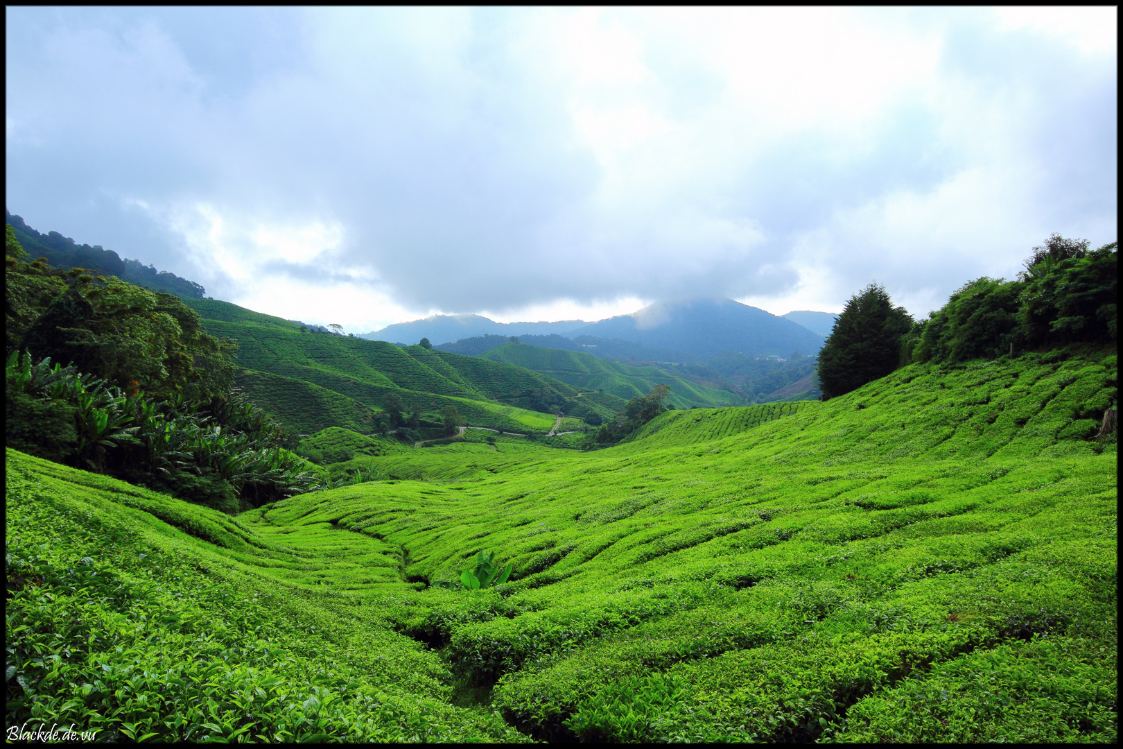 Cameron Highlands