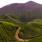 Cameron Highlands