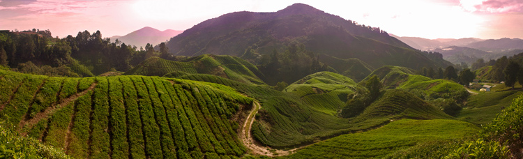 Cameron Highlands