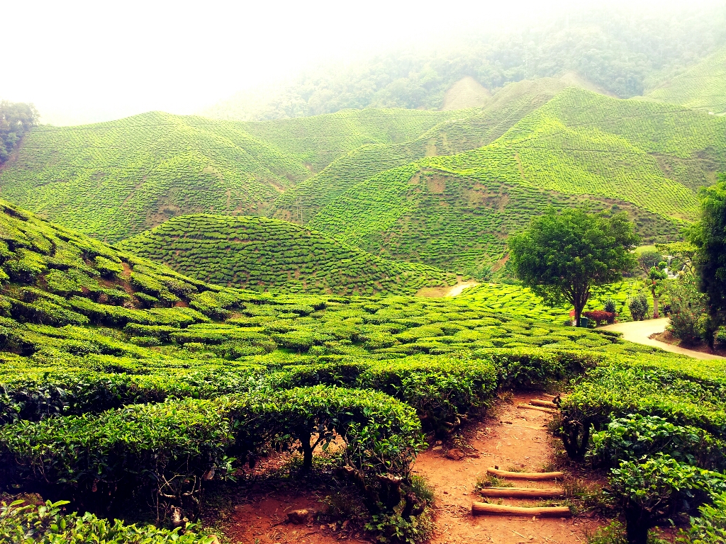 cameron highlands