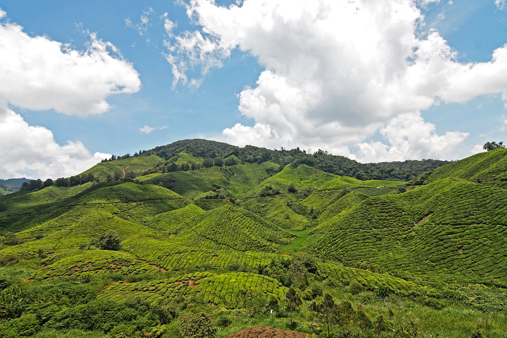 Cameron Highlands