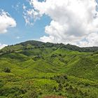 Cameron Highlands