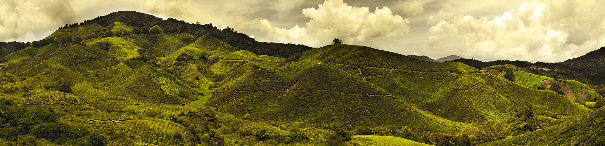 Cameron Highlands