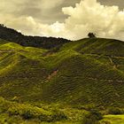 Cameron Highlands