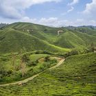 Cameron Highlands