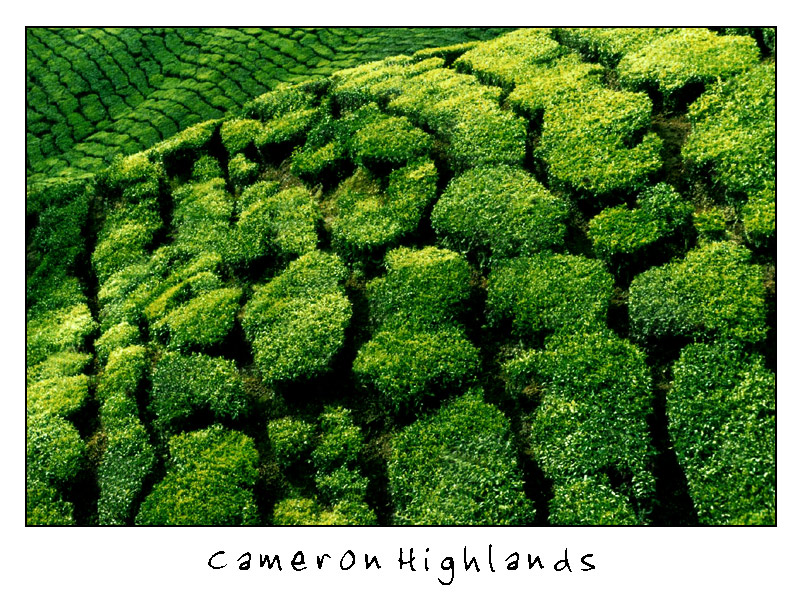 Cameron Highlands