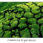 Cameron Highlands