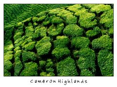 Cameron Highlands