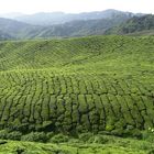 Cameron Highlands