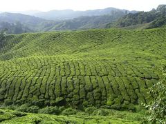 Cameron Highlands