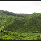 Cameron Highlands