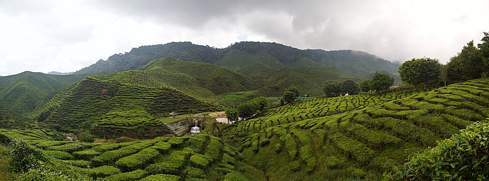 Cameron Highlands - Bharat Tea Plantation