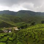 Cameron Highlands - Bharat Tea Plantation