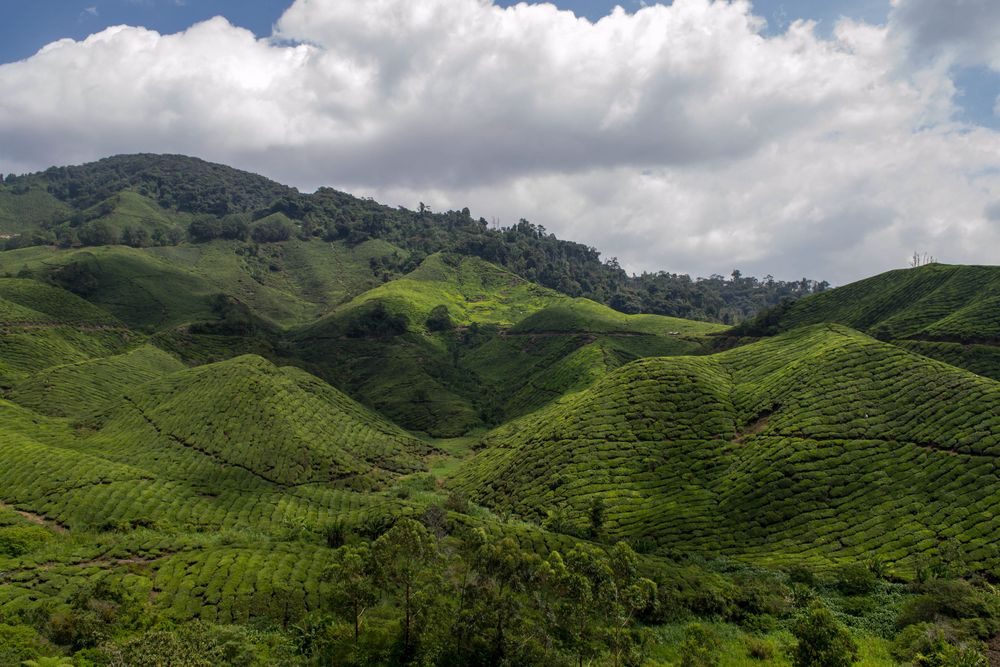 Cameron Highlands