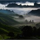 Cameron Highlands