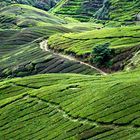 Cameron Highlands