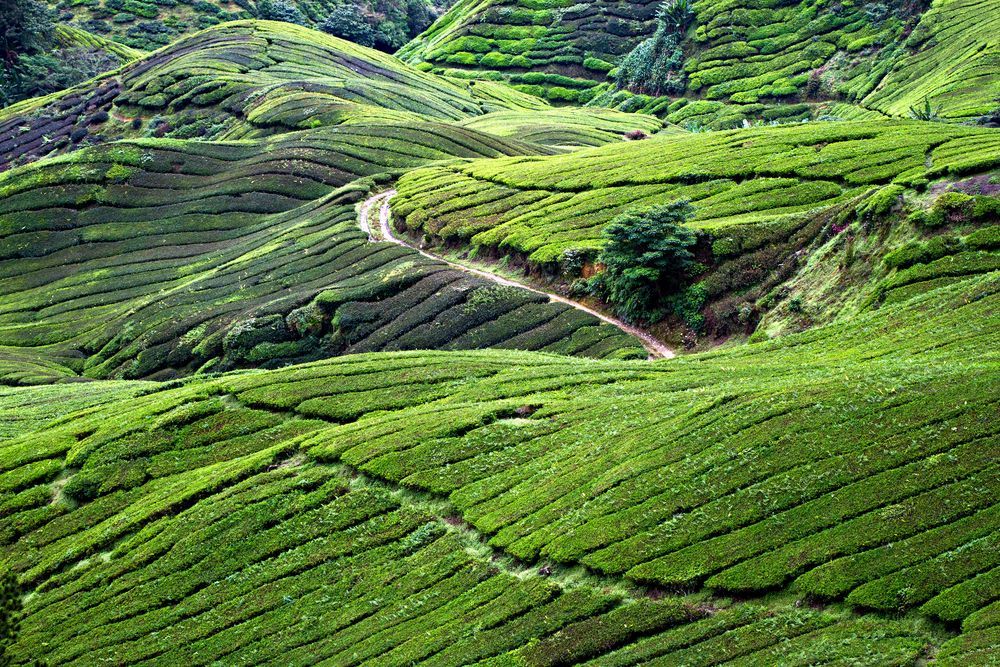 Cameron Highlands