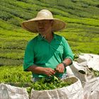 Cameron Highlands I