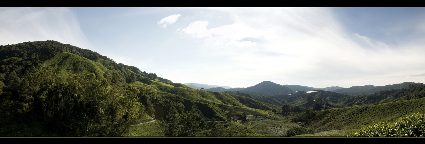 Cameron Highlands I