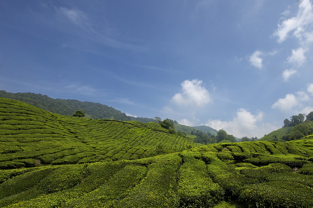 Cameron Highlands II