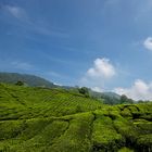 Cameron Highlands II