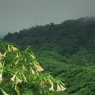 Cameron Highlands Malaysia