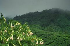 Cameron Highlands Malaysia