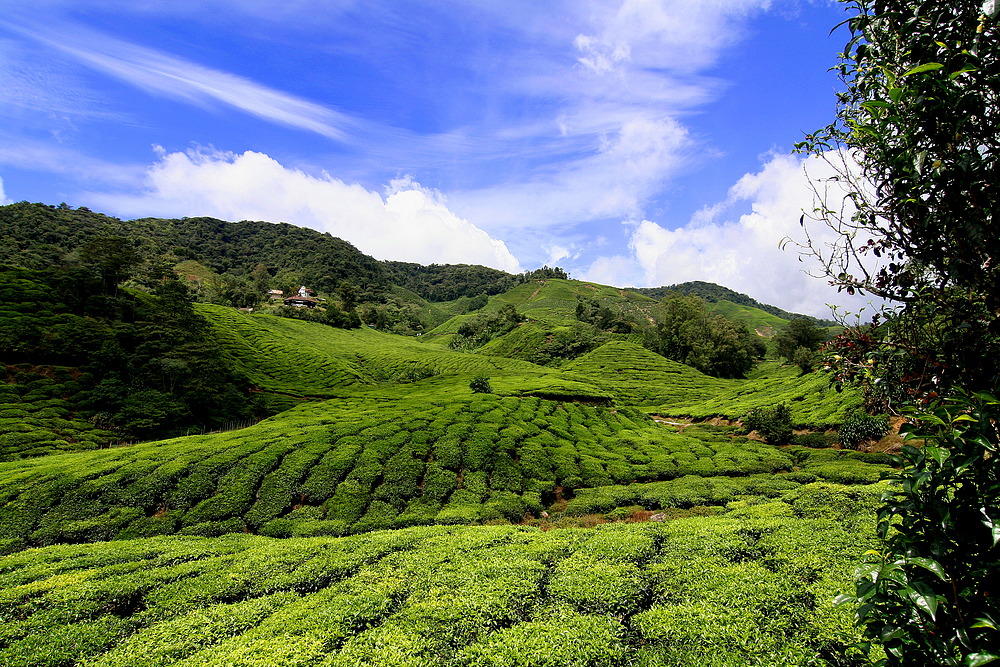 Cameron Highlands - Malaysia