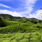 Cameron Highlands - Malaysia