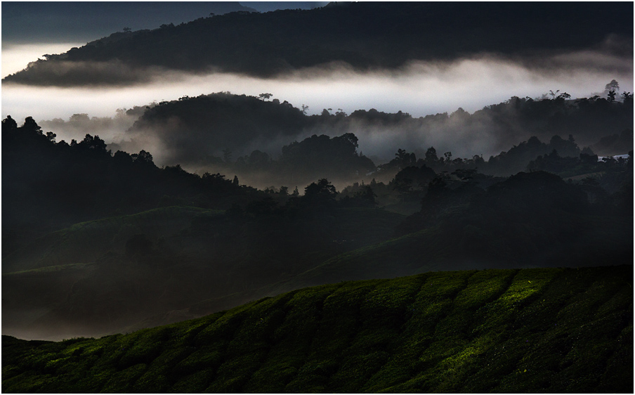 Cameron Highlands2