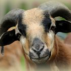 Cameroon Ram