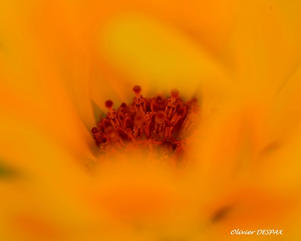 Camïeu d'Orange au coeur d'une fleur