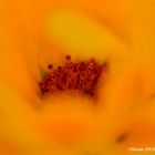 Camïeu d'Orange au coeur d'une fleur
