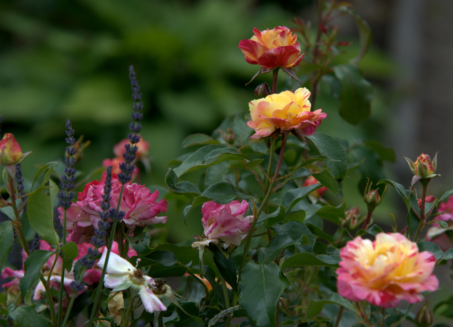 Camille Pissarro Rose Foto & Bild | pflanzen, pilze & flechten, blüten ...