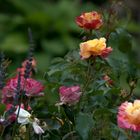 Camille Pissarro Rose