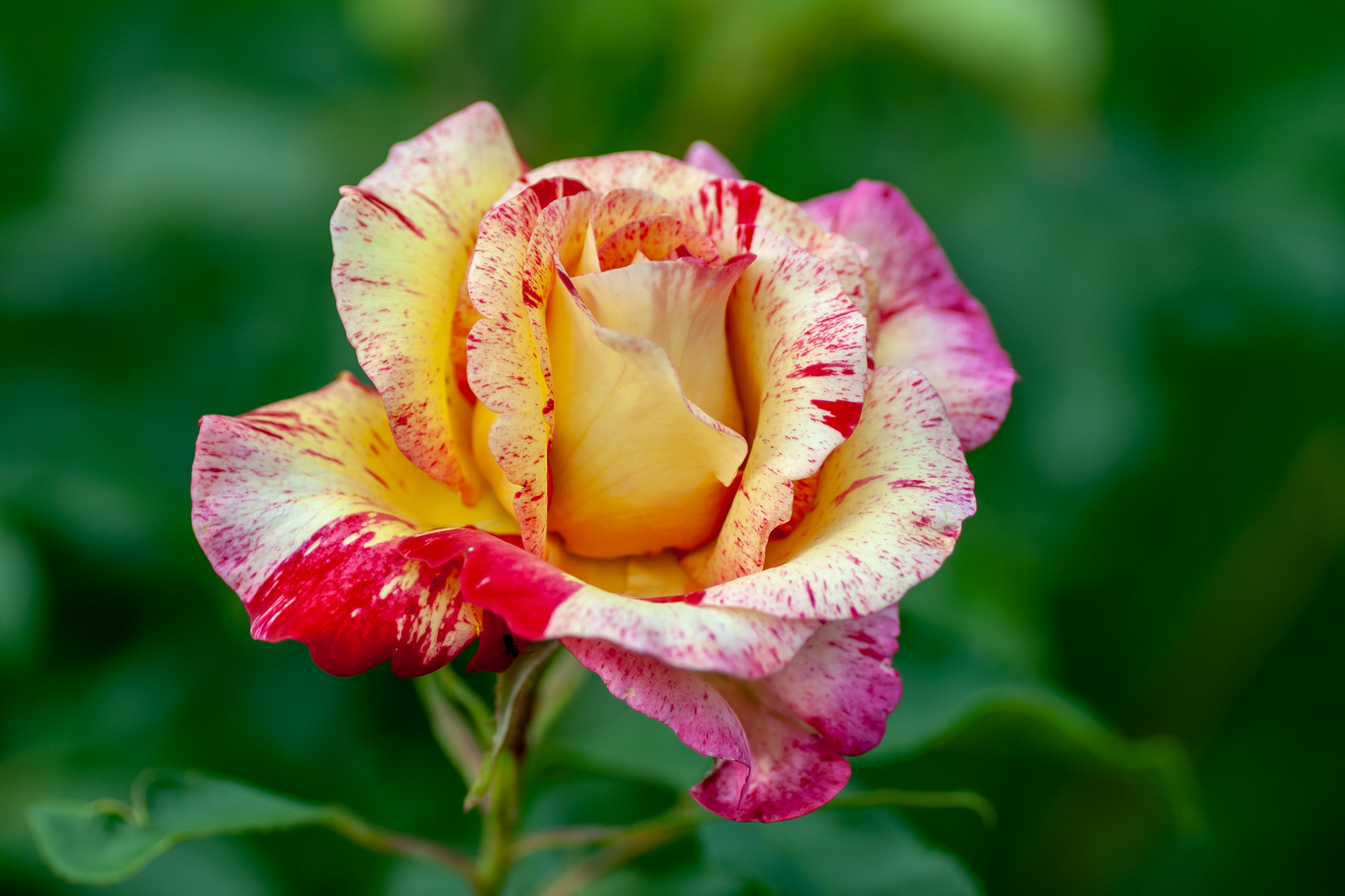 Camille Pissarro Rose Foto & Bild | pflanzen, pilze & flechten, blüten ...