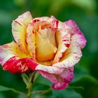 Camille Pissarro Rose