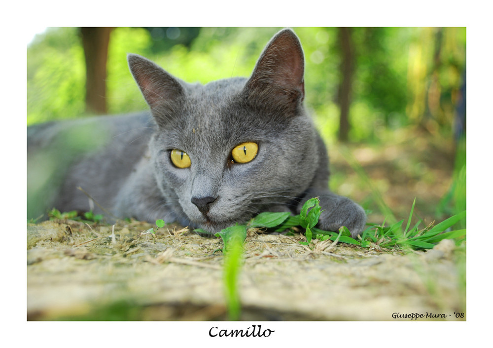 camillo