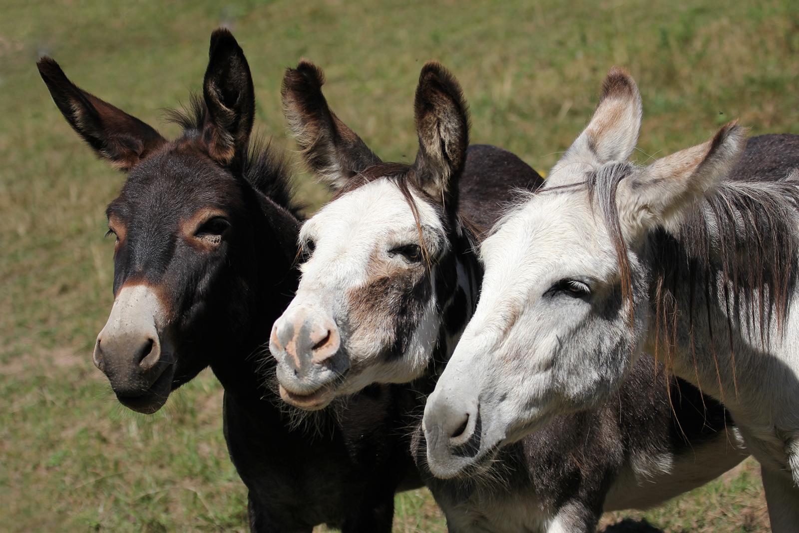 Camillo, Pepino und Lauser