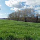 Caminada de primavera