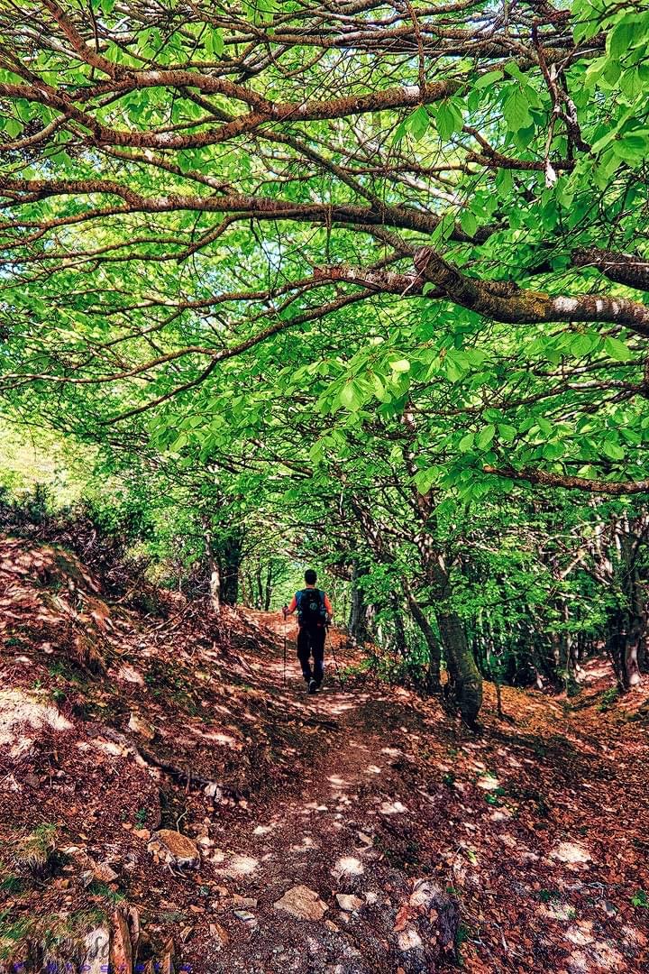 Caminando por el Montseny 