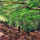 Caminando por el Montseny 