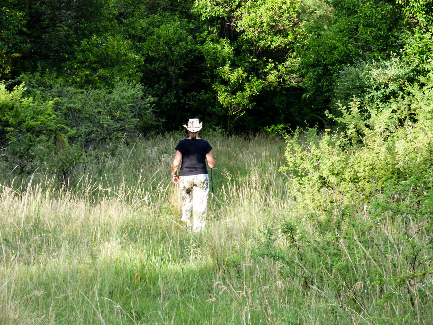 Caminante