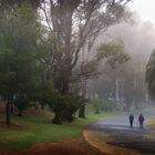 Caminata en la niebla